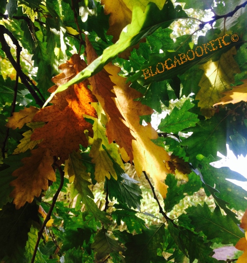 Trees, Autumn, Photos, iPhone 5, Walking, Dog Walk, Wimbledon Common, Wimbledon Village, Blog A Book Etc, Fay